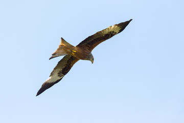 detailed view flying red kite bird (milvus milvus), blue sky, open wings