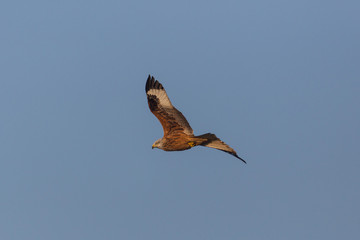  flying red kite (milvus milvus), blue sky, sunlight