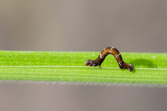Image of brown caterpillar on green leaves. Insect. Animal.