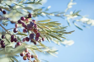 Crédence de cuisine en verre imprimé Olivier Spanish olive grove, branch detail. Raw ripe fresh olives growing in mediterranean garden ready to harvest.