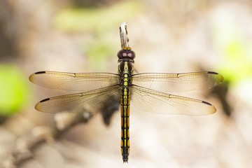 Image of crimson dropwing dragonfly(female)/Trithemis aurora on a branch on nature background. Insect. Animal