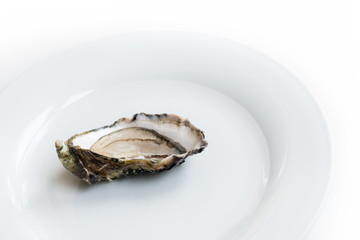 Oysters. Raw fresh oysters are on white round plate, image isolated, with soft focus. Restaurant delicacy.