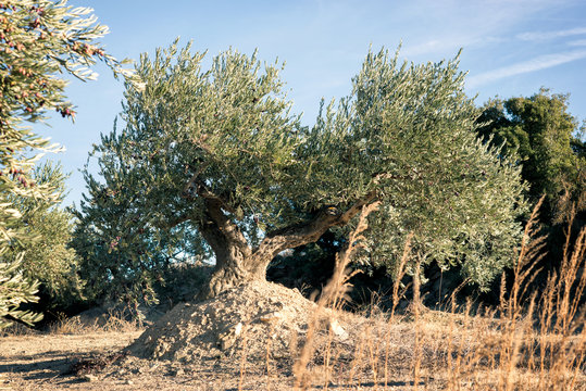 Spanish olive grove. Olive's tree is growing in mediterranean garden ready to harvest, soft focus, image toned.