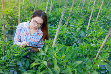 Young girl checking quality bell pepper plants by tablet. agriculture and food production concept.