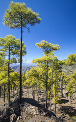 West of Gran Canaria, February 2018