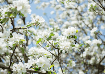 Apple blossoms. Blooming apple tree branch with large white flowers. Flowering. Spring. Beautiful natural seasonsl background with apple tree's flowers.