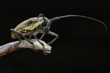 Image of Spotted Mango Borer(Batocera numitor) on a tree branch.Beetles. Insect.