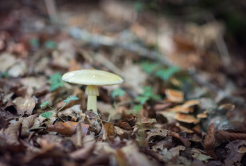 Pale toadstoo. Poisonous mushroom growing in forest. Pure poison, soft focus. Deadly toadstoo.