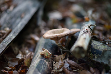 Honey agaric growing in forest among dry branches. Beautiful forest landscape with mushrooms.