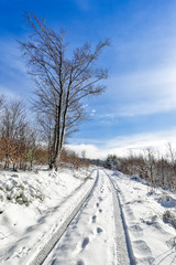 Wheel tracks through winter forest landscape