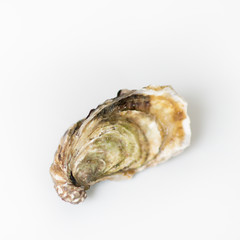 Oysters. Raw fresh oyster, image isolated, with soft focus. Restaurant delicacy.