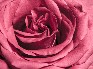 Obraz na płótnie Canvas Sweet color of pink rose , Romance color natural floral background