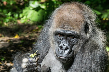 Western lowland gorilla