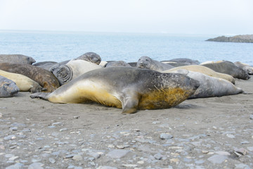 Elephant seals on beach
