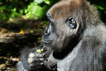 Western lowland gorilla