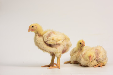 bronk  vleeskippen bedrijf 3 weken oud de heus cover opzij