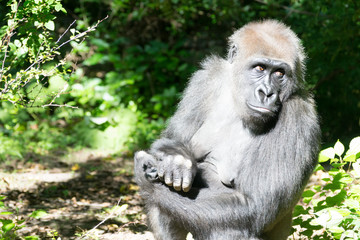 Fototapeta premium Western lowland gorilla