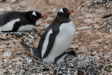 Gentoo penguin with chick in nest
