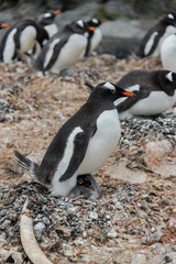 Fototapeta premium Gentoo penguin with chick in nest
