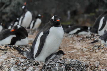 Naklejka premium Gentoo penguin with chick in nest