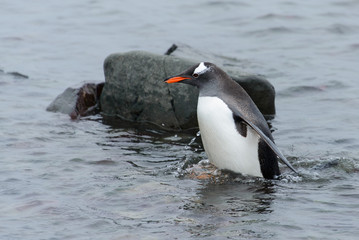 Gentoo penguin going in water