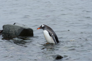 Gentoo penguin going in water