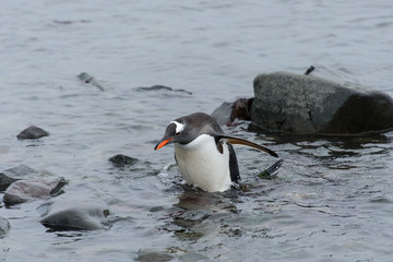 Gentoo penguin going in water