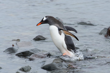 Gentoo penguin going in water