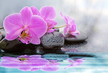 Naklejka na ściany i meble Pink orchid flowers reflected in the water.