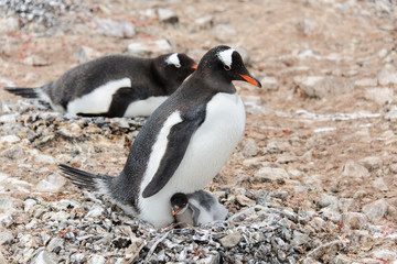 Gentoo penguin with chicks in nest