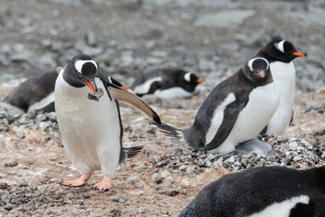 Naklejka premium Gentoo penguin with stone in beak
