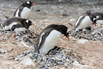 Naklejka premium Gentoo penguin with chicks in nest