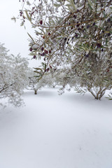oliveraie sous la neige