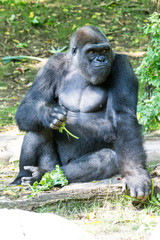 Western lowland gorilla