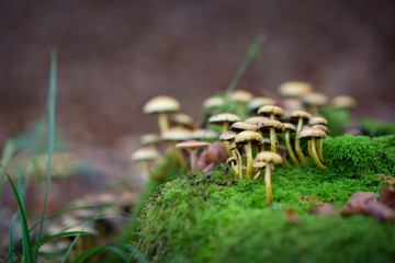 Poisonous mushroom growing in forest. Pure poison, soft focus. Deadly toadstoo, soft focus.