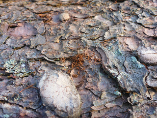 Fichtenrinde mit Bohrmehl von Borkenkäfern / Buchdrucker