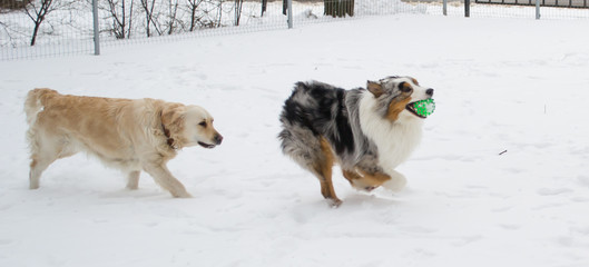 Australian shepherd frolicking in the snow