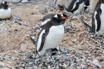 Fototapeta premium Gentoo penguin with chicks in nest