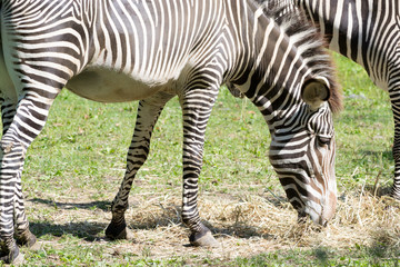 Fototapeta premium Imperial zebra eating dry grass