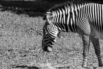 Imperial zebra eating dry grass