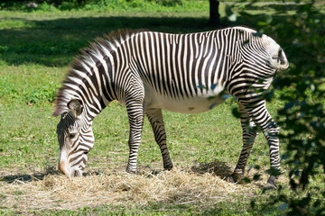 Fototapeta na wymiar Imperial zebra eating dry grass