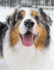 Australian shepherd frolicking in the snow