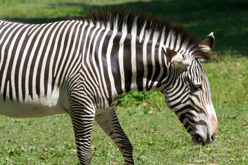 Fototapeta na wymiar Imperial zebra eating dry grass