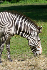 Obraz na płótnie Canvas Imperial zebra eating dry grass