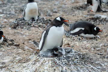 Gentoo penguin with chicks in nest