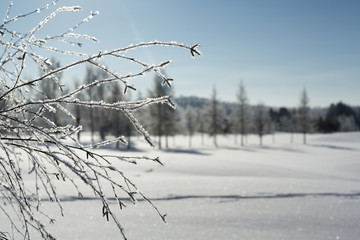 Frosty tree branches on a sunny day during winter. Winter wonderland in the background. Blue sky. Copy space.