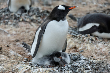 Gentoo penguin with chicks in nest
