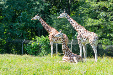 Giraffes in captivity