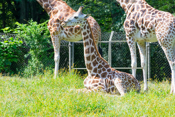 Giraffes in captivity