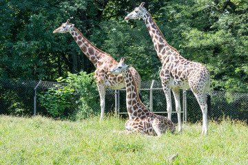 Giraffes in captivity
